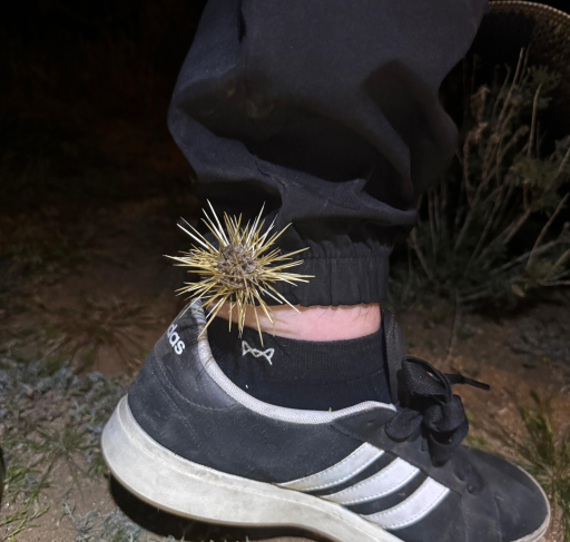 Gloworm Lights booth at night at the 24 Hours at Old Pueblo 2026, with the demo sign and riders checking out the display.